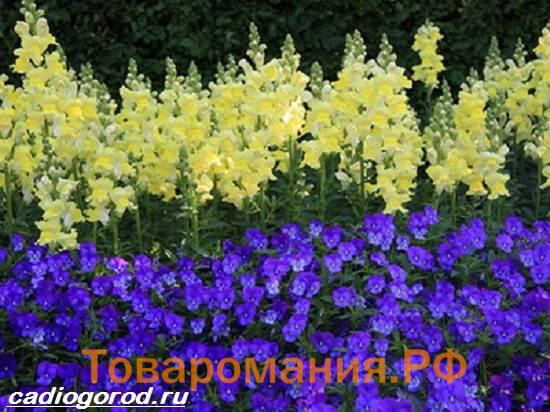 Маттиола-цветок-Описание-особенности-виды-и-уход-за-маттиолой-10