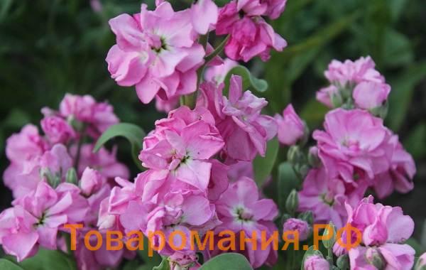 Маттиола-цветок-Описание-особенности-виды-и-уход-за-маттиолой-38