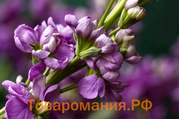 Маттиола-цветок-Описание-особенности-виды-и-уход-за-маттиолой-42