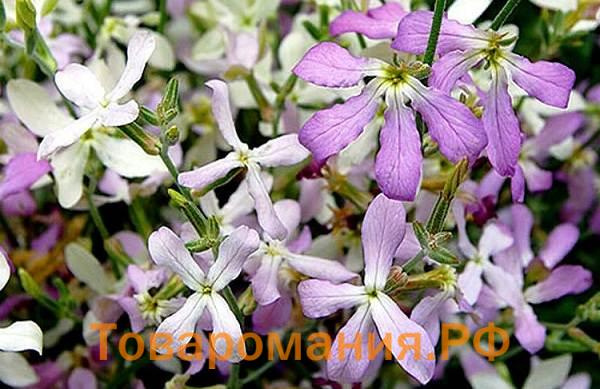 Маттиола-цветок-Описание-особенности-виды-и-уход-за-маттиолой-43