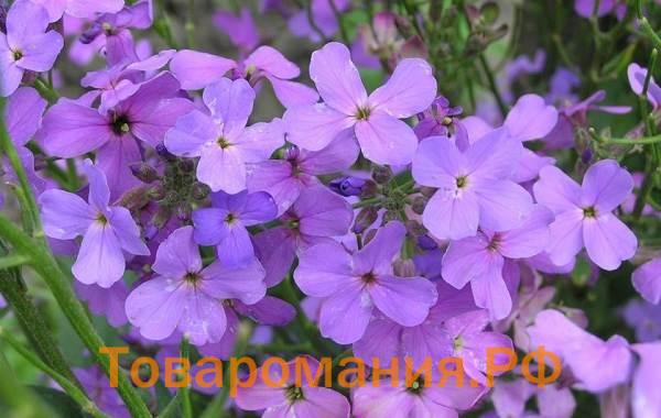 Маттиола-цветок-Описание-особенности-виды-и-уход-за-маттиолой-44