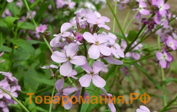 Маттиола-цветок-Описание-особенности-виды-и-уход-за-маттиолой-45