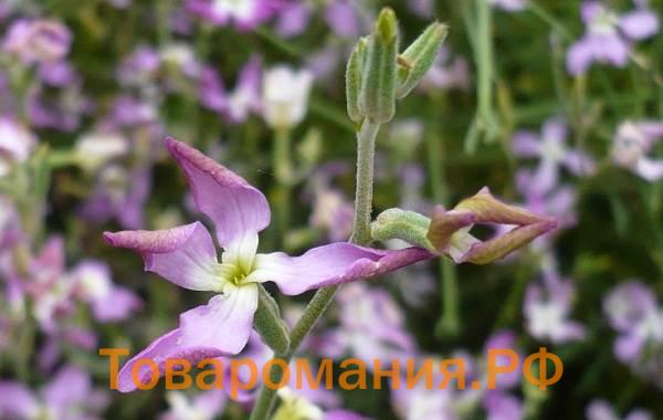Маттиола-цветок-Описание-особенности-виды-и-уход-за-маттиолой-46