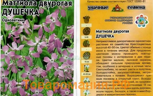 Маттиола-цветок-Описание-особенности-виды-и-уход-за-маттиолой-33