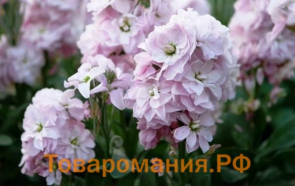 Маттиола-цветок-Описание-особенности-виды-и-уход-за-маттиолой-35