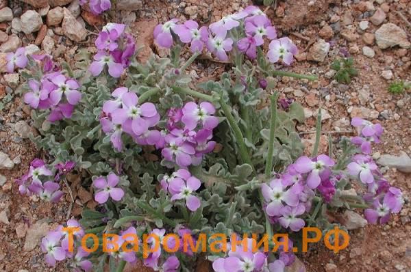 Маттиола-цветок-Описание-особенности-виды-и-уход-за-маттиолой-36
