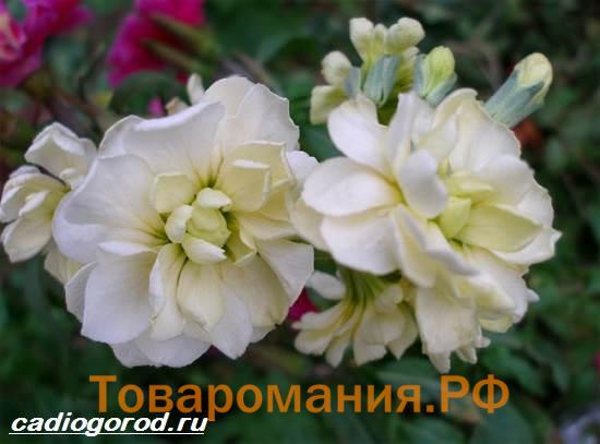 Маттиола-цветок-Описание-особенности-виды-и-уход-за-маттиолой-4