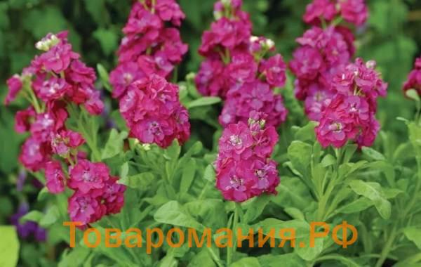 Маттиола-цветок-Описание-особенности-виды-и-уход-за-маттиолой-37