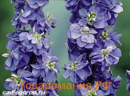 Маттиола-цветок-Описание-особенности-виды-и-уход-за-маттиолой-7