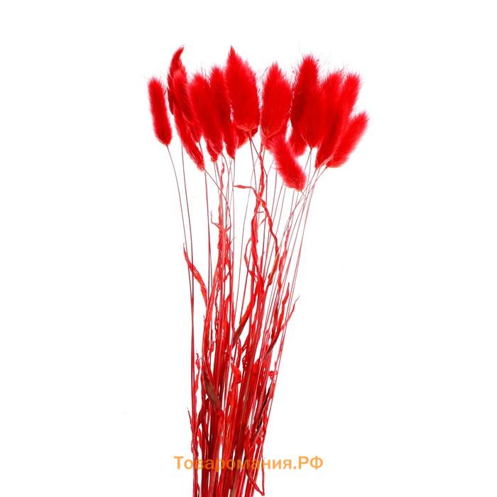 Сухоцветы «Лагурус», набор 30 шт., цвет красный