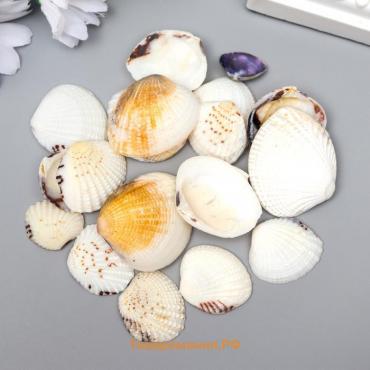 Декоративные ракушки "Venus Clam" 20 шт