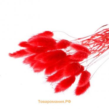 Сухоцветы «Лагурус», набор 30 шт., цвет красный